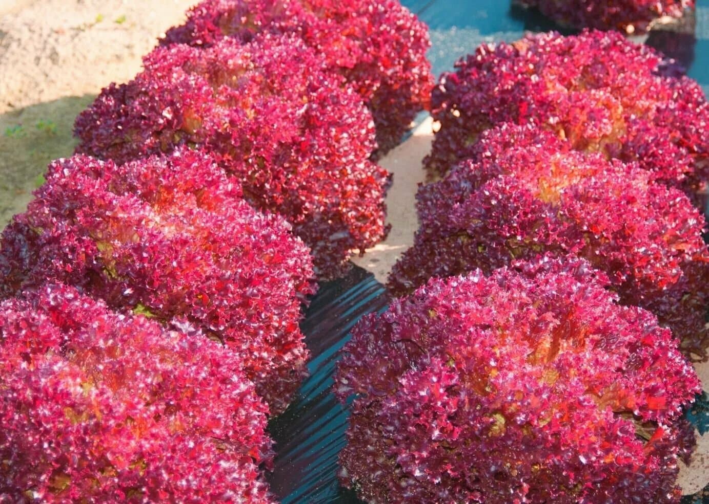 Зелень "Лола-росса"