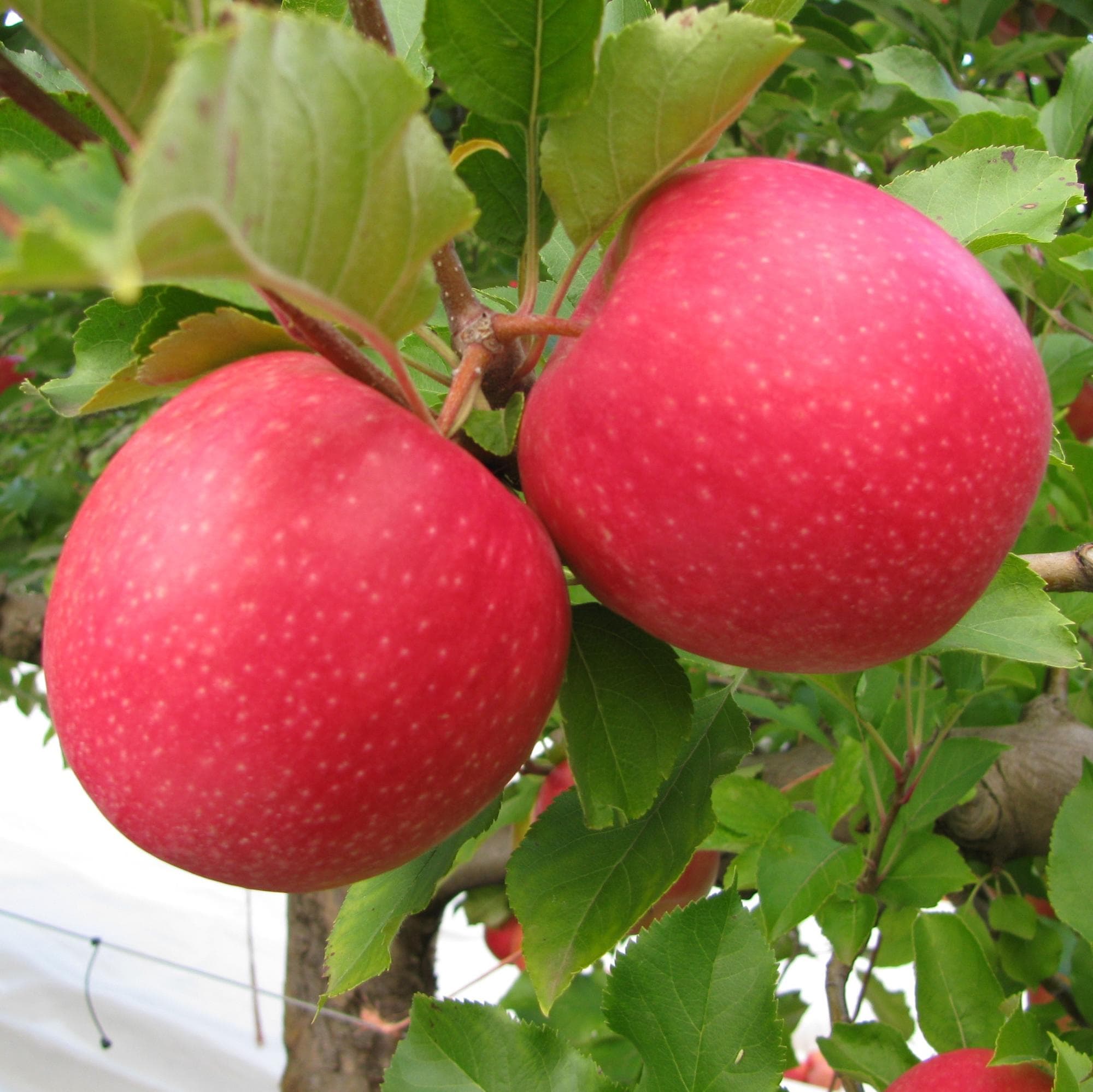 Яблоки "Пинк"