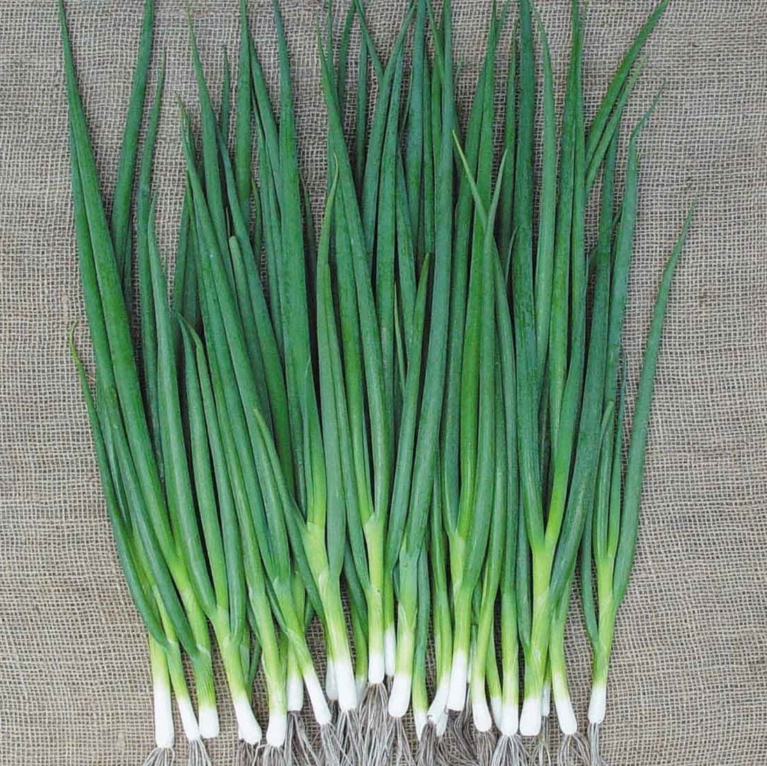 Зелень "Зеленый Лук"