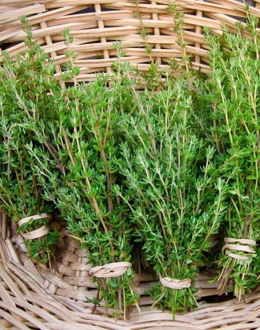 Зелень "Тимьян"