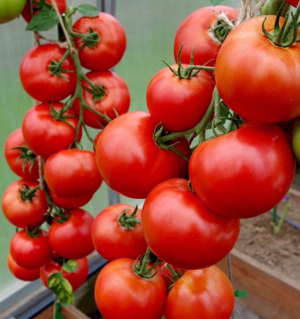 Свежий урожай Фруктик