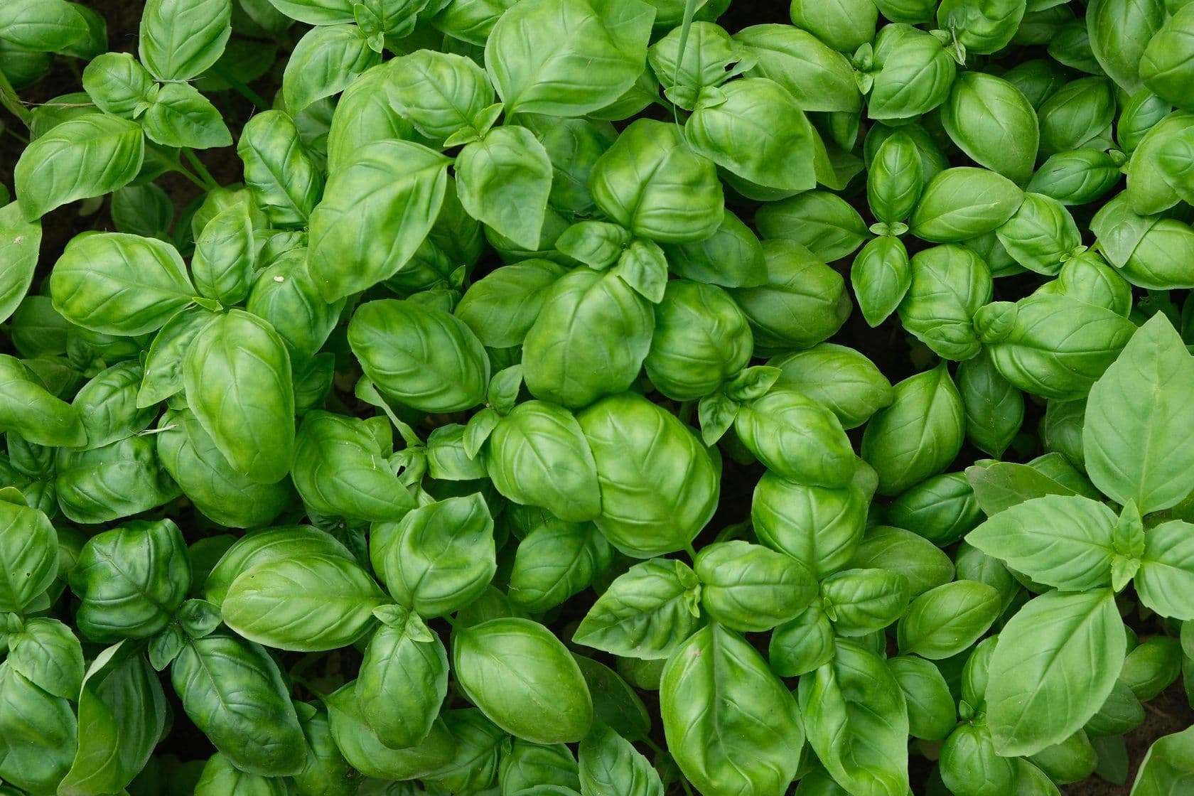 Базилик Зеленый