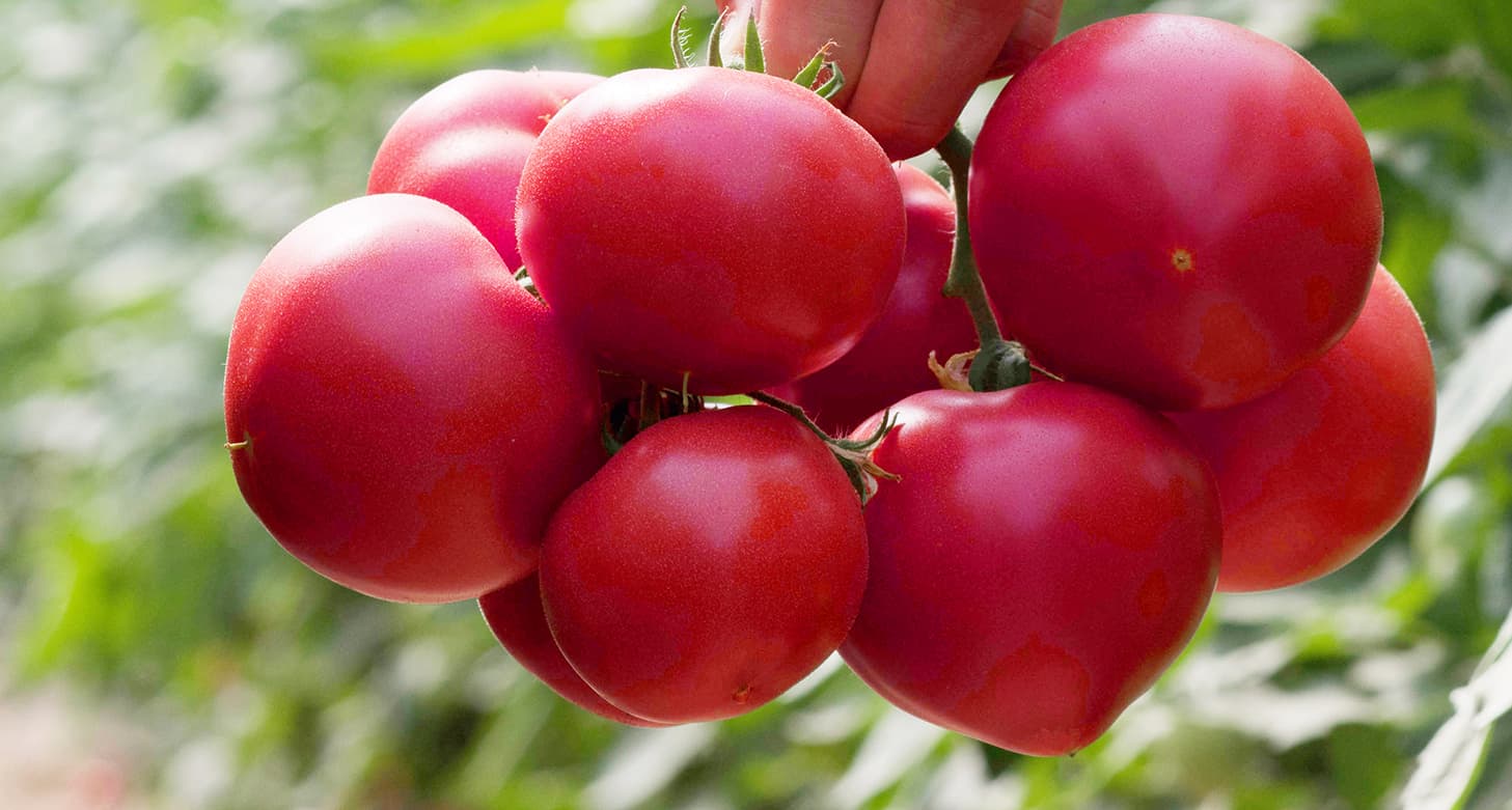 Помидор "Розовые тепличные"