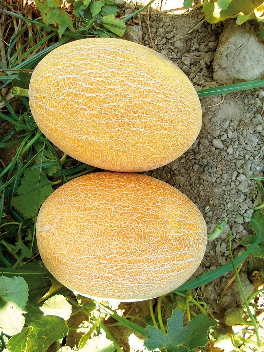 Дыня "Колхозница"