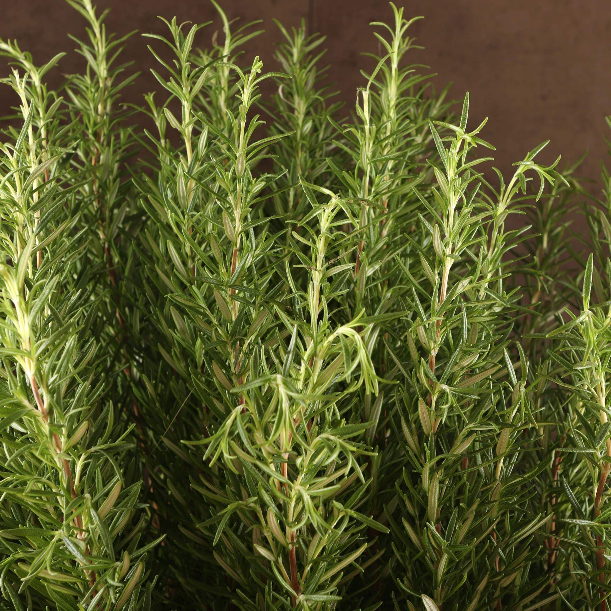 Зелень "Розмарин"