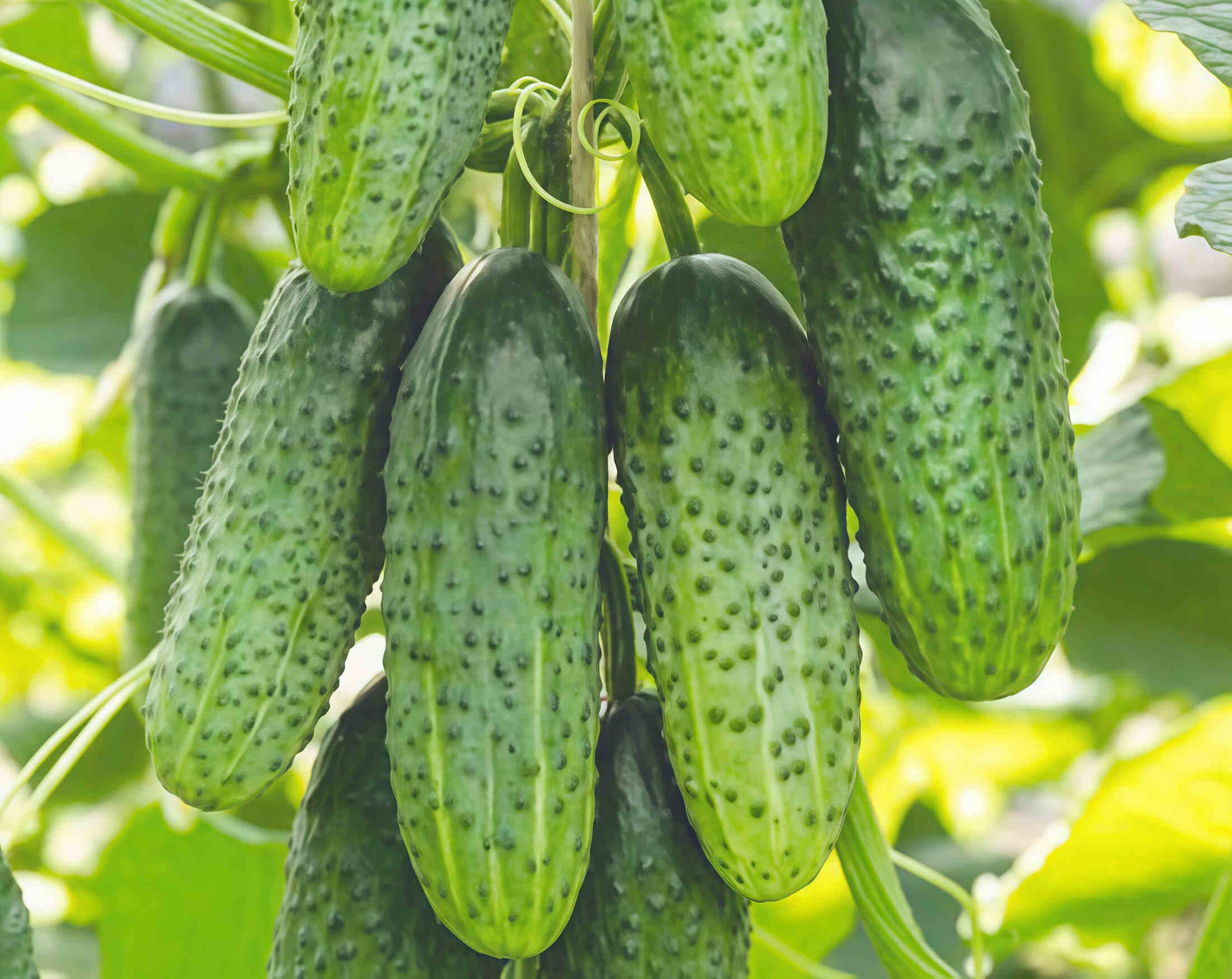 Огурцы "Кураж"