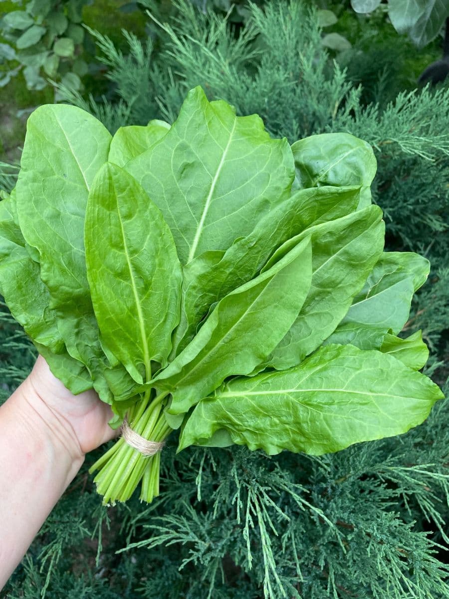 Зелень "Щавель"