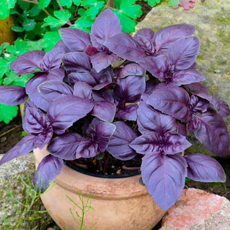 Базилик Красный