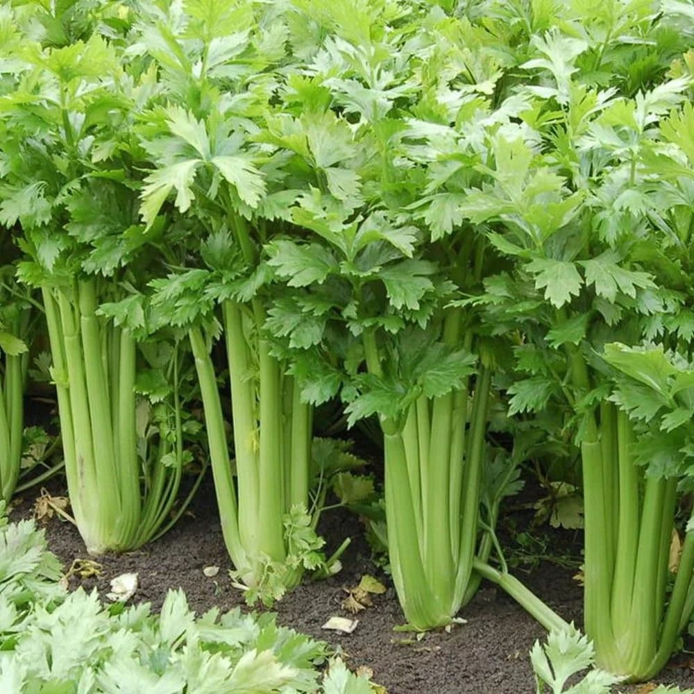 Зелень "Сельдерей"